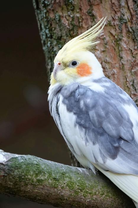 the parrot is cute and beautiful