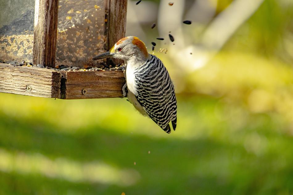 bird food seeds