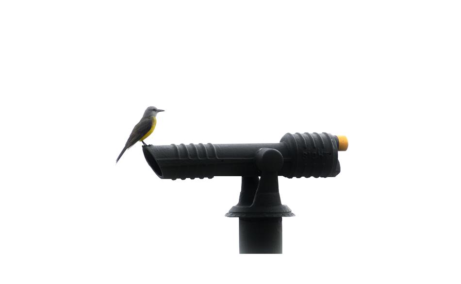 black binoculars with a bird