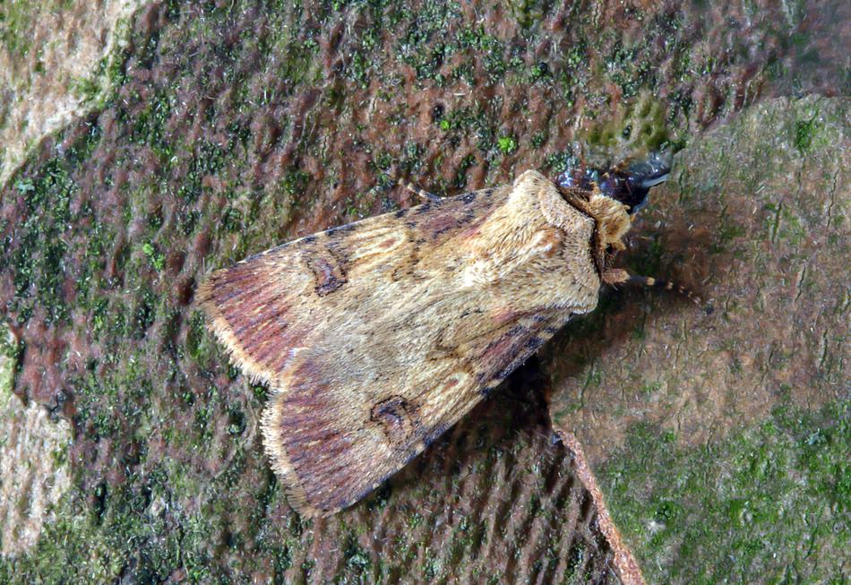 Shuttle-Shaped-Dart Moth Wings