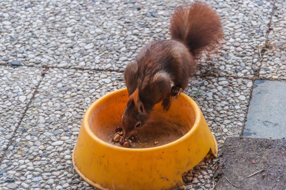 cute wild squirrel from a bowl
