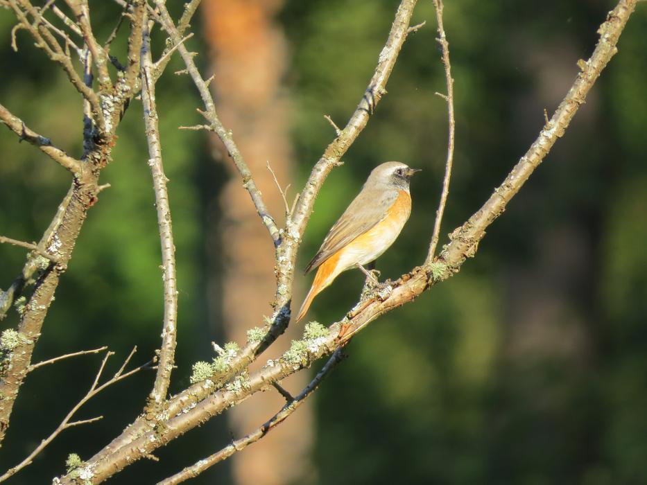 bird branches forest