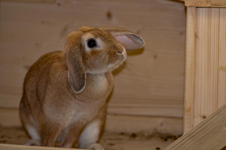 the rabbit is orange against the wall