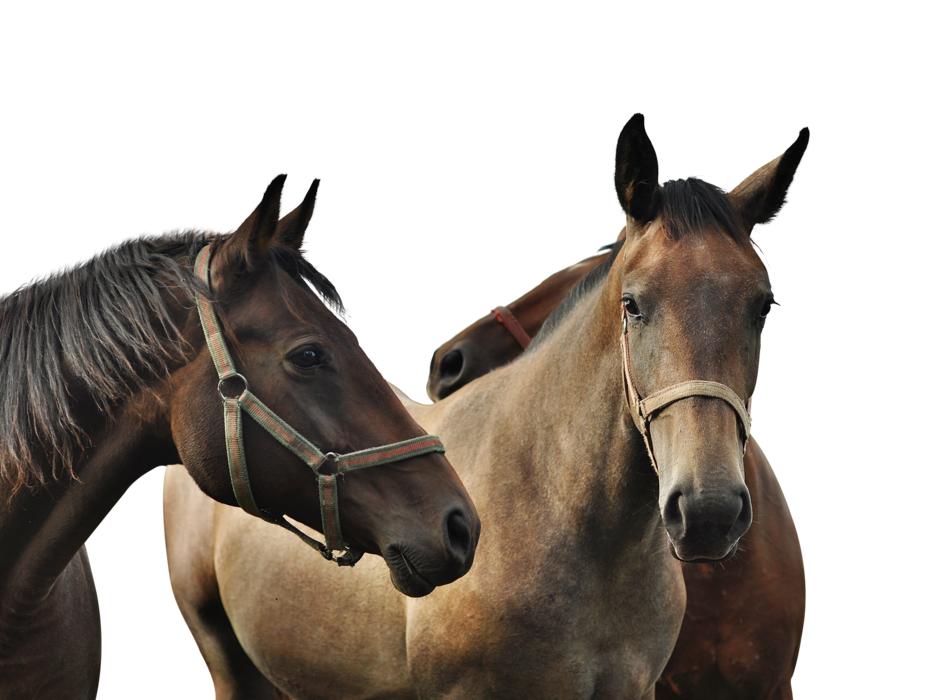horses walking white background
