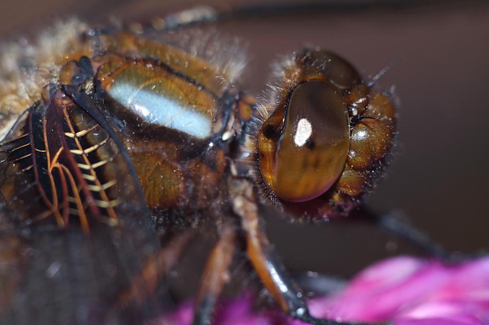 insect brown species
