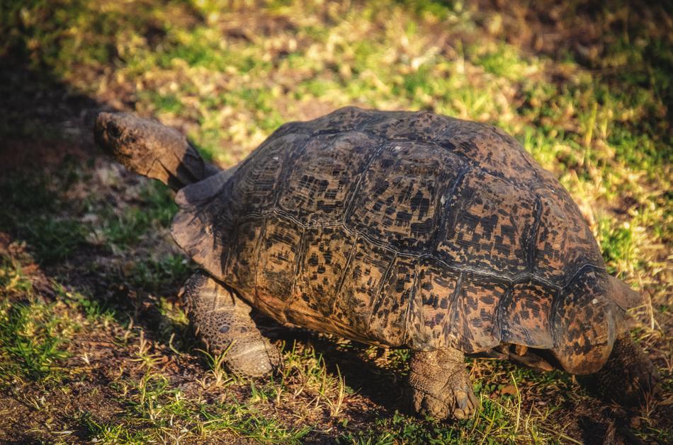 turtle brown grass
