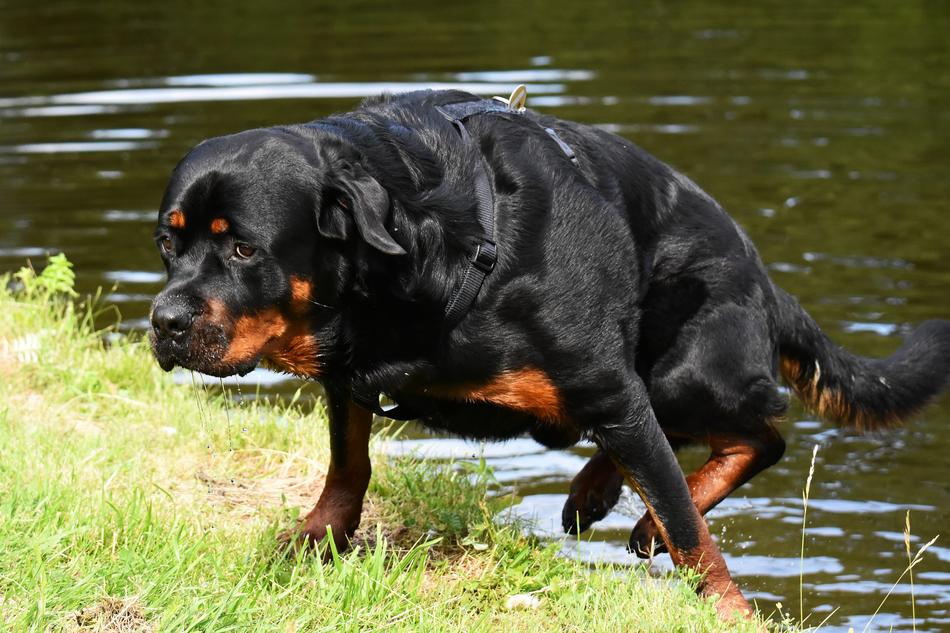 dog in the grass out of the water