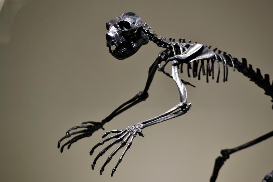 Dinosaur Skeleton Extinct