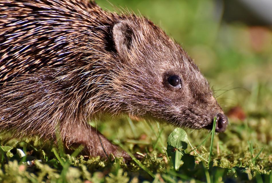 brown hedgehog on the grass