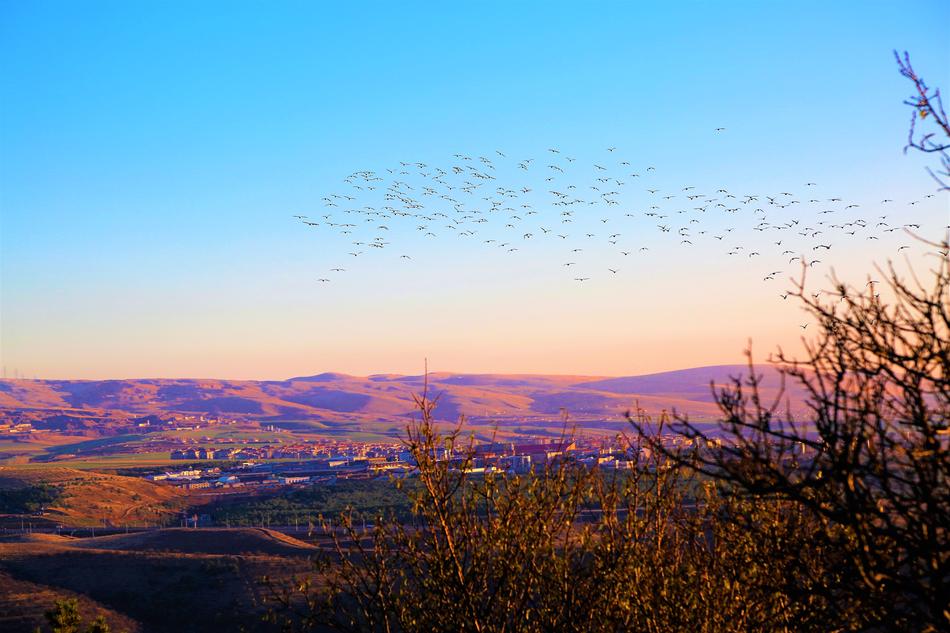 a flock of birds flies in the mountains