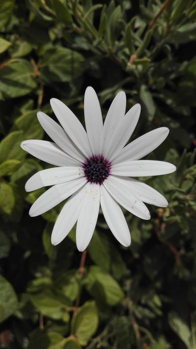 Close-up of the beautiful, blooming, white and brown flower in the garden