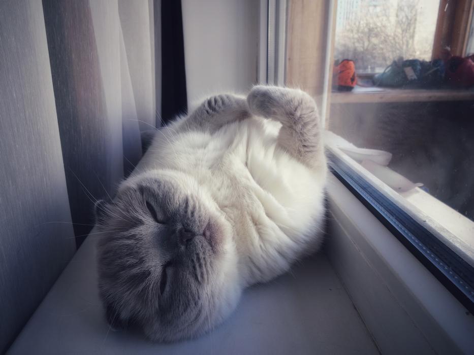 fluffy cat at the window