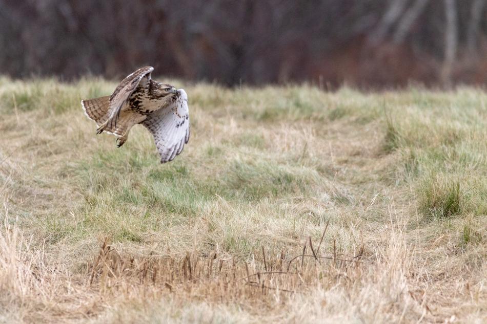 a bird flies in the grass