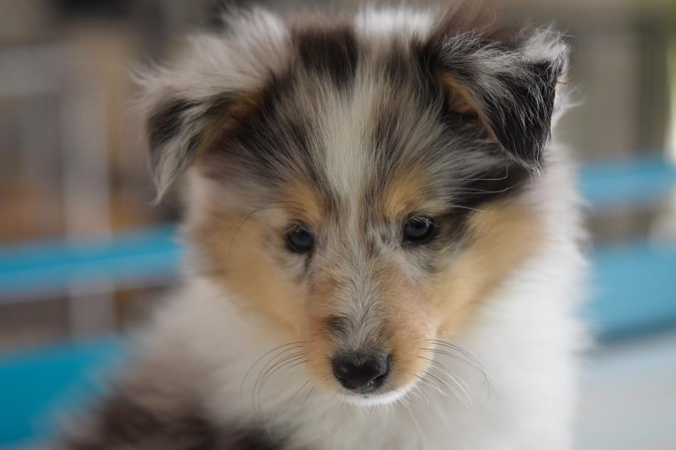 fluffy dog is a little friend