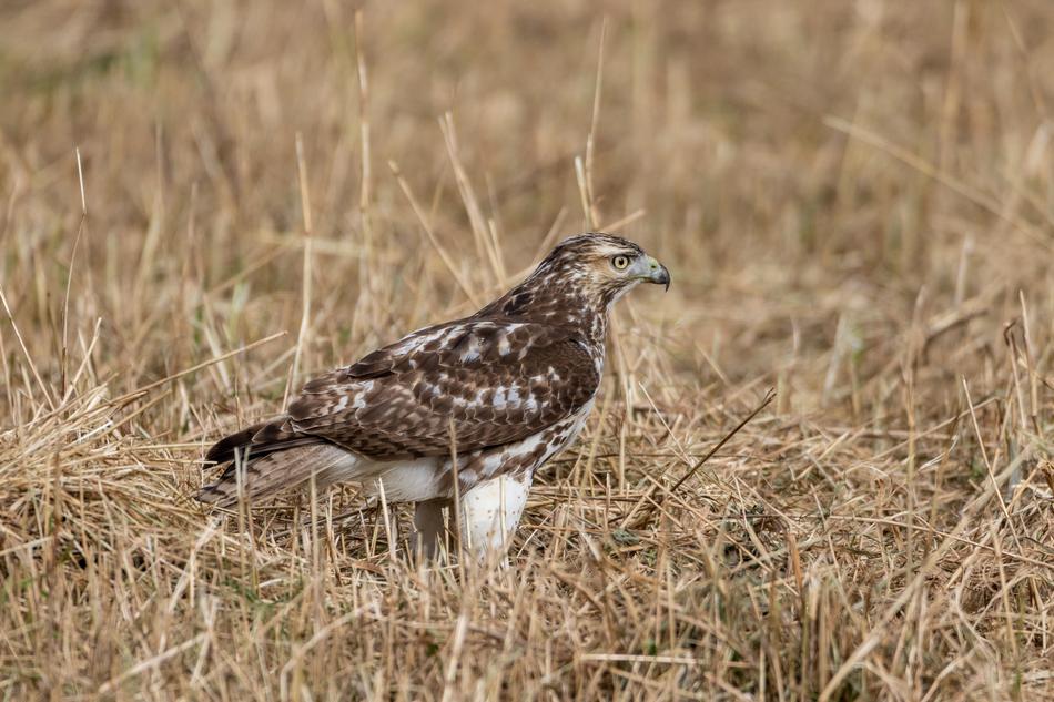 wild bird in dry hay