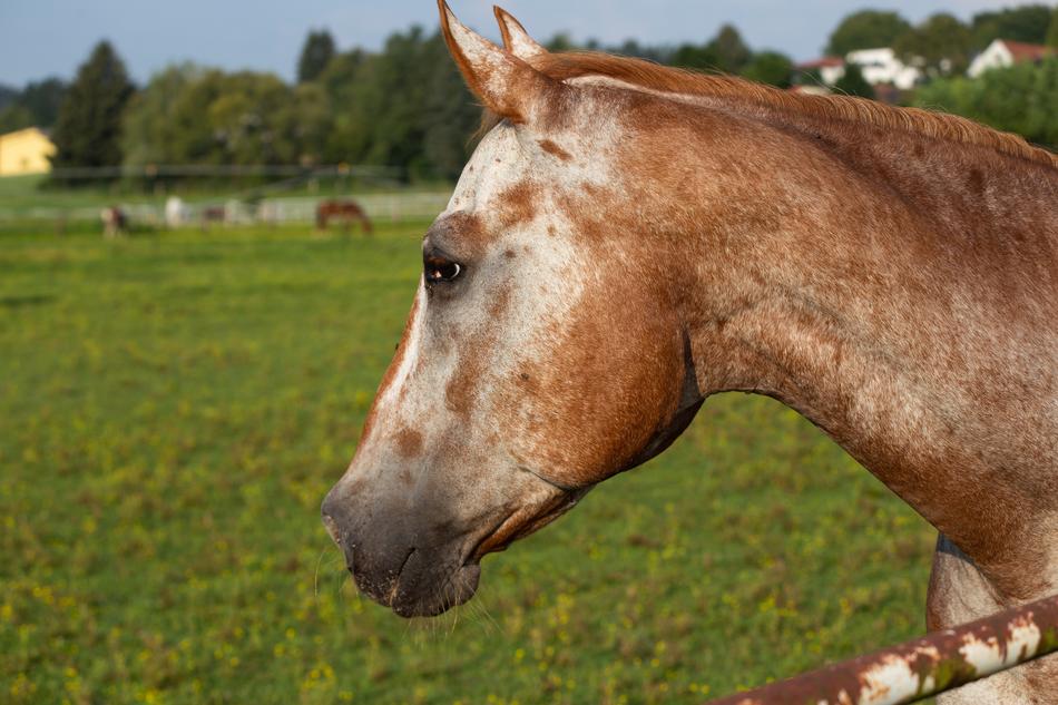 brown horse in the grass kind