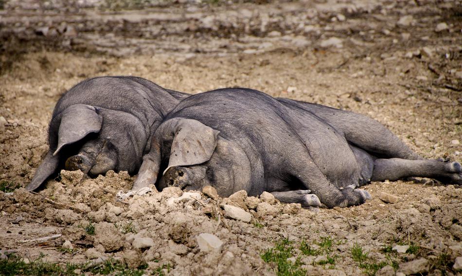 sleeping piglets on the farm