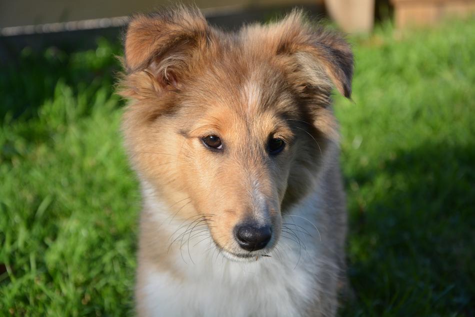 a red dog with a white pattern
