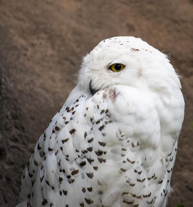white owl in black spots