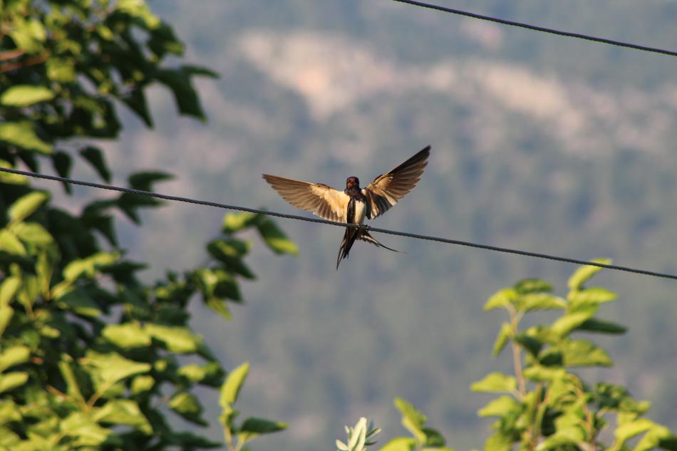 ptzia open wire wings