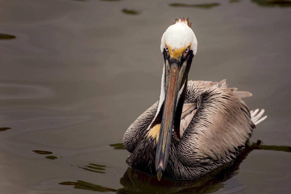 pelican water lake animal