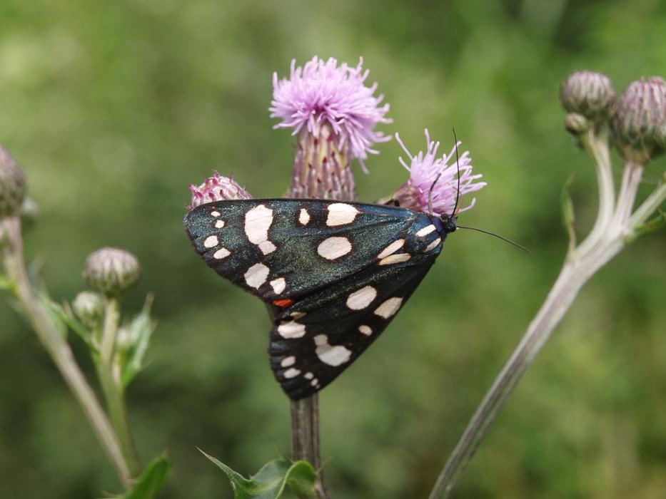 black butterfly with white spots on the flower