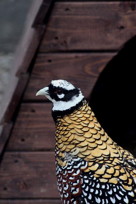 a bird with yellow spots and a black wing