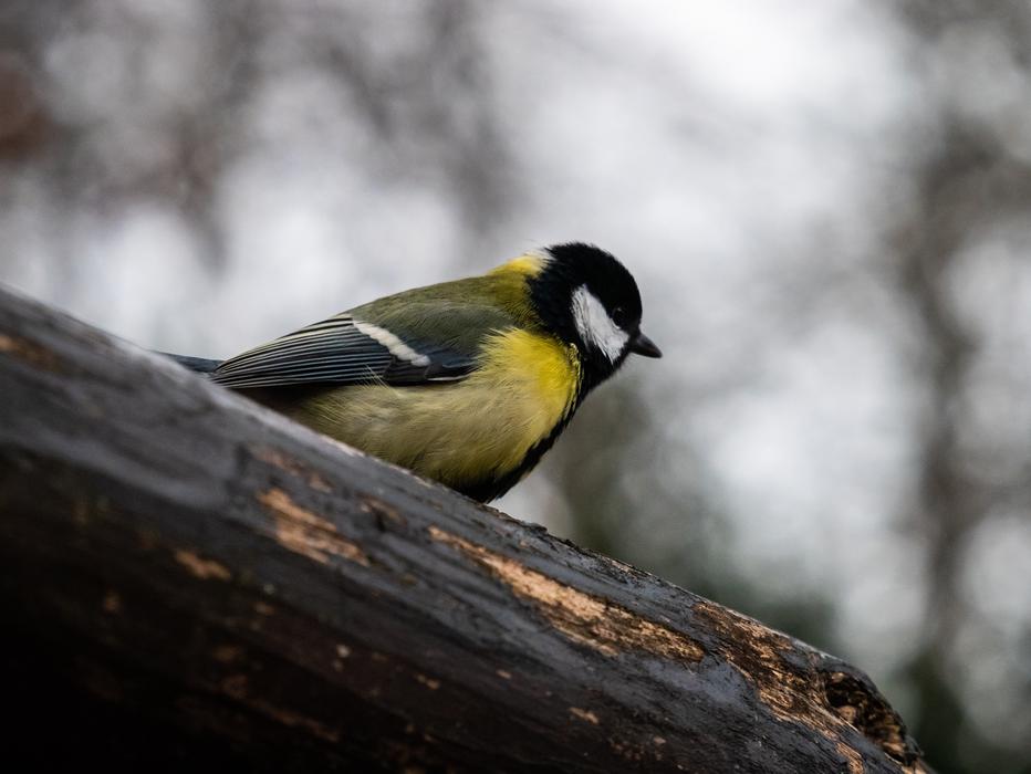 yellow little bird in the forest