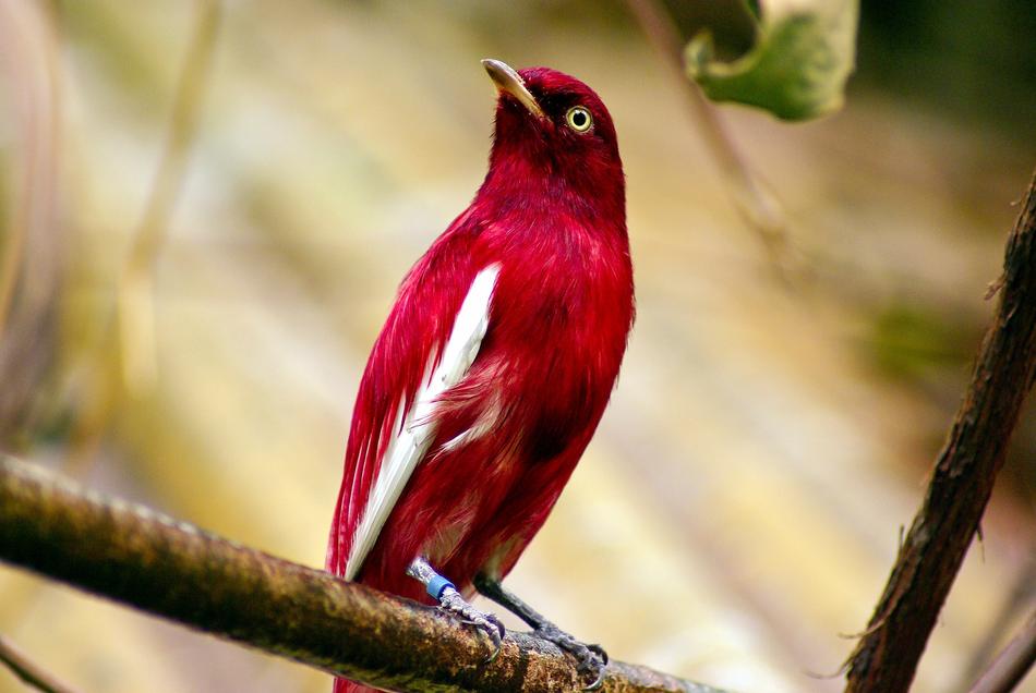 red unusual bird