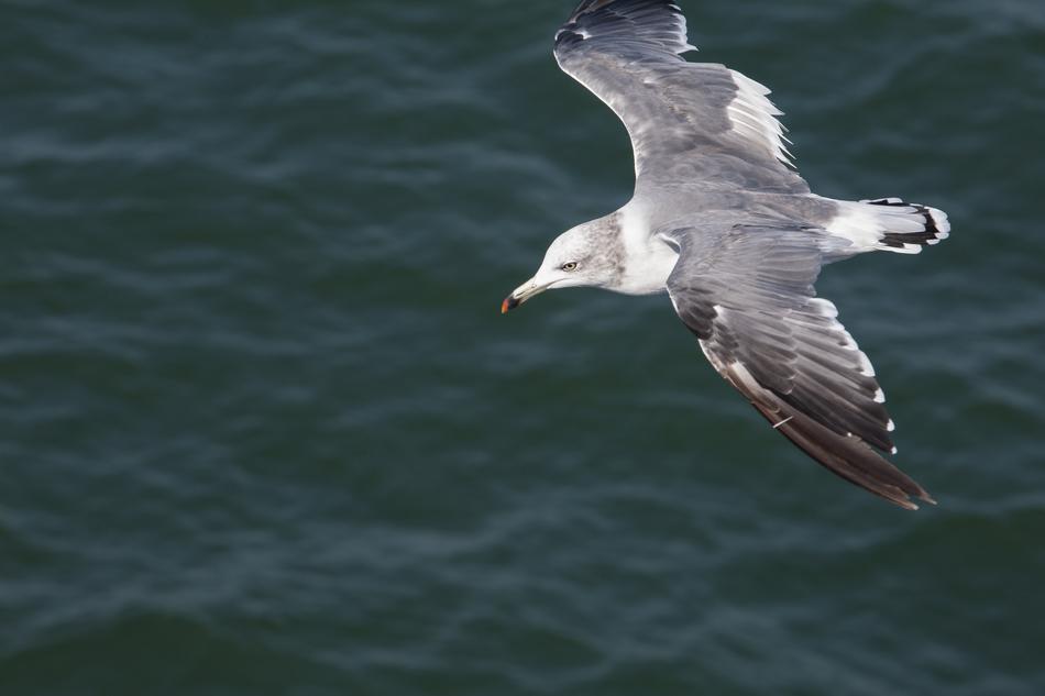 seagull flight blue water