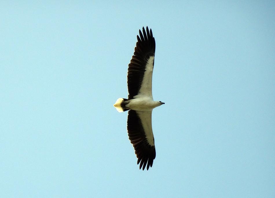 a soaring bird in the blue sky