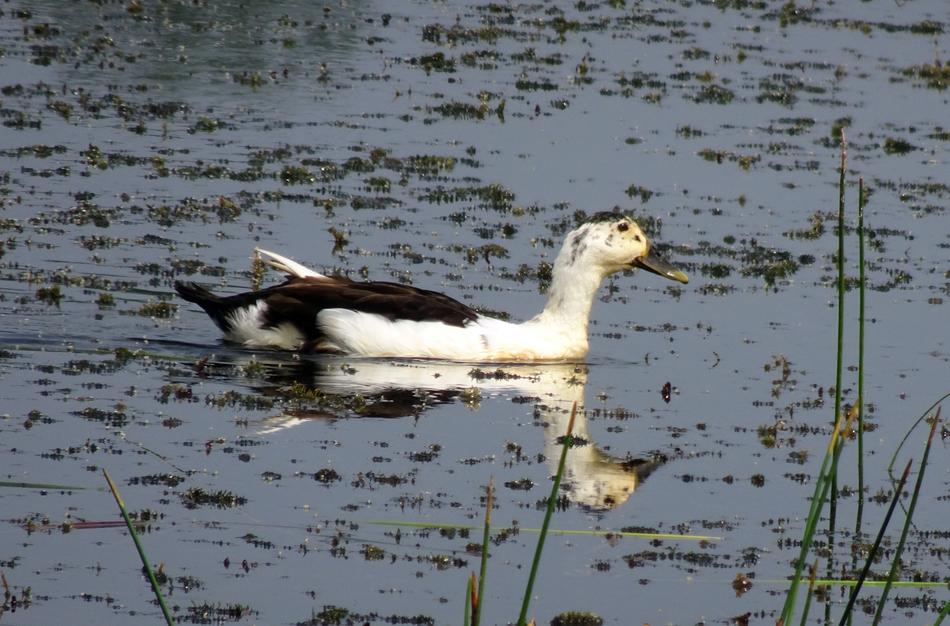 floating duck in water with plants