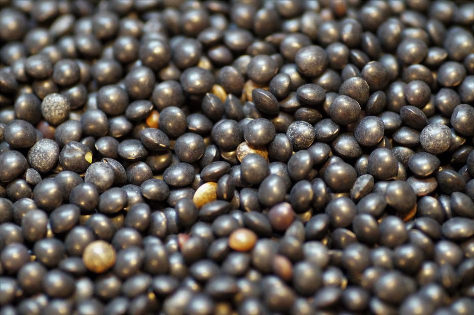 black beans harvest