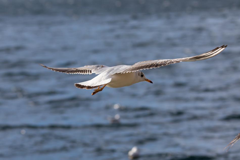 sea water seagull bird