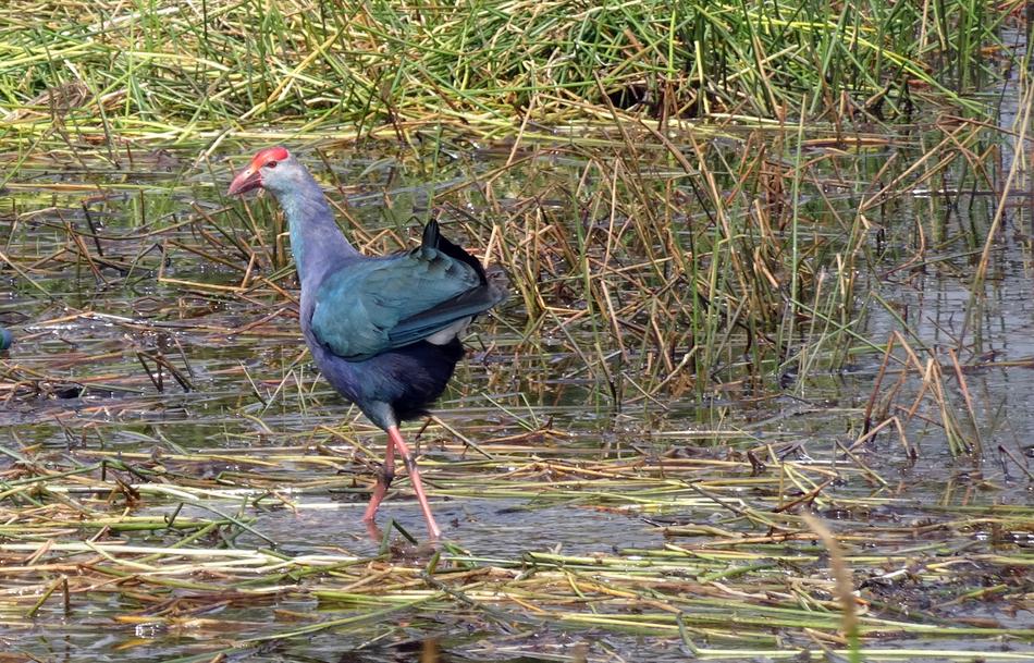 black bird a lot of grass swamp