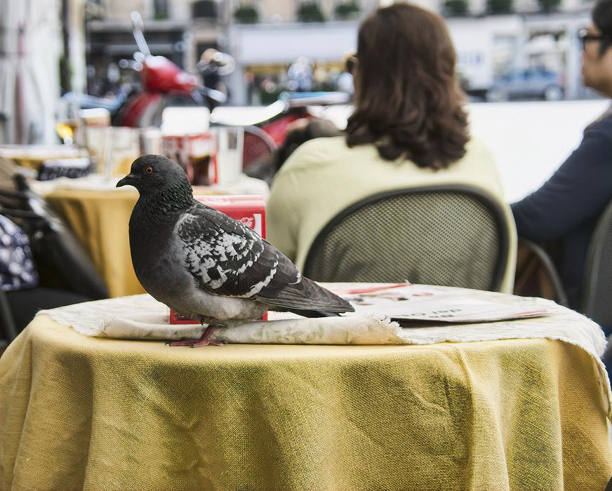 pigeon in the restaurant
