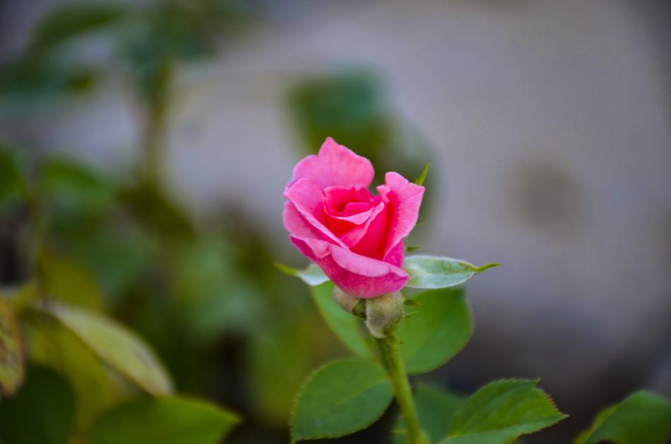 the pink flower on the stem of the garden is beautiful