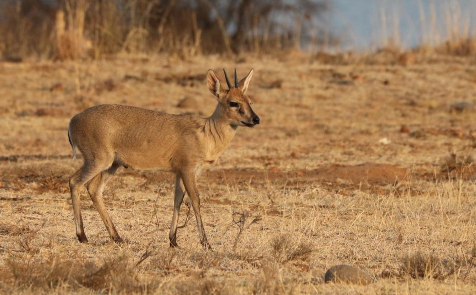 deer brown species