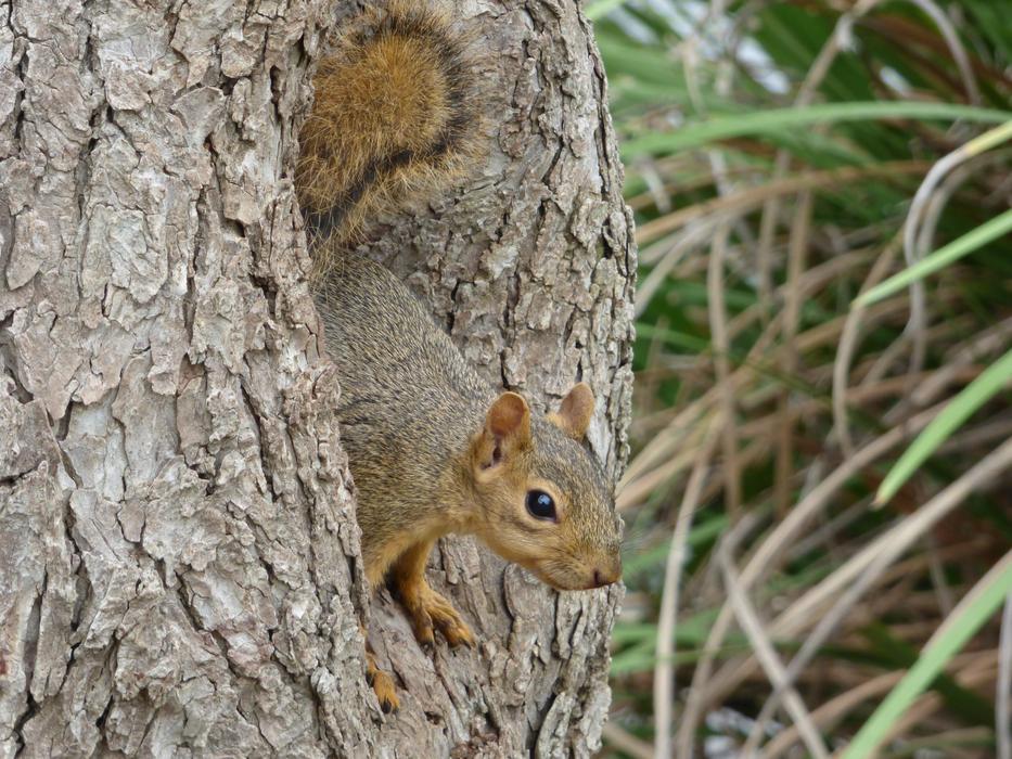 brown squirrel in a hollow