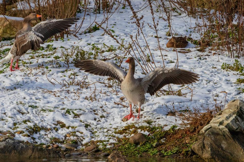 duck flies water swamp