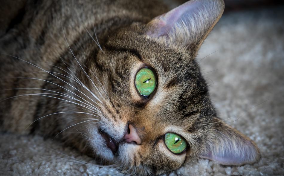 a cat with bright green eyes