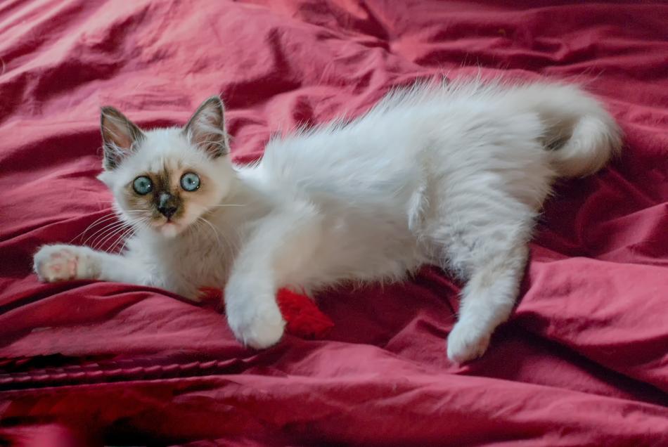 a white fluffy cat on a red blanket