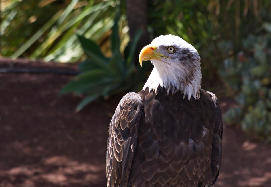 bald eagle in black