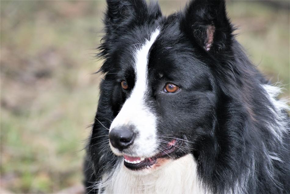 a dog with a white nose is beautiful
