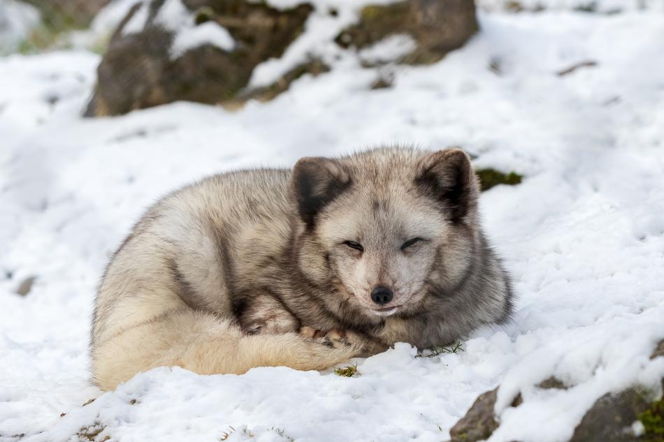 arctic fox in the snow