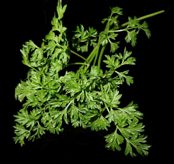 aromatic grass on a black background