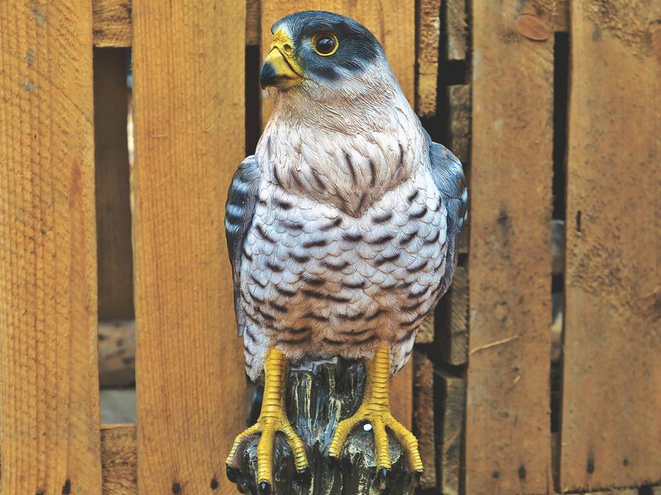 a bird with sharp paws