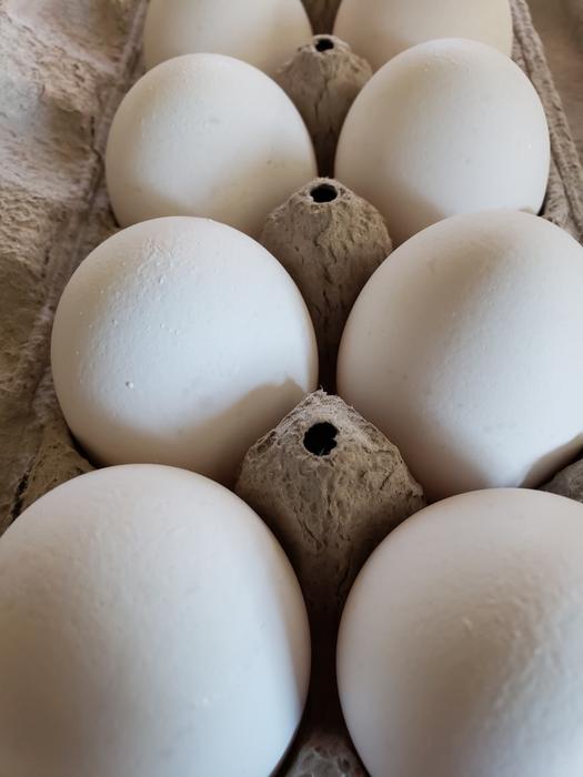 white raw chicken eggs