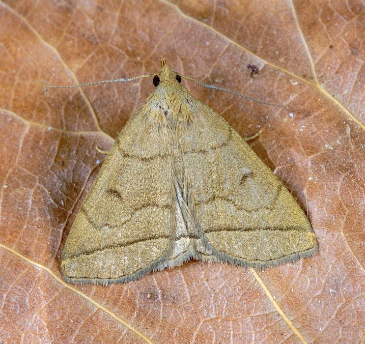Fan-Foot Moth Pattern