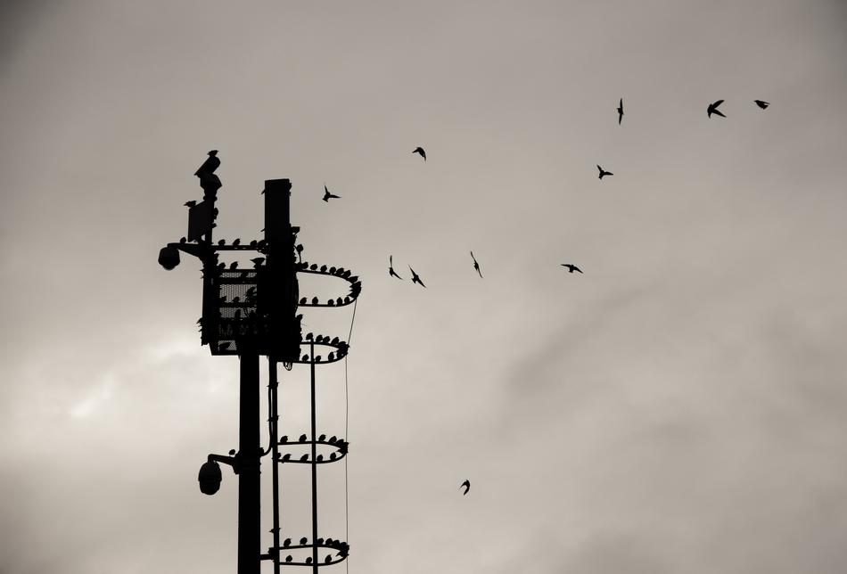iron tower on the background of the sky with birds
